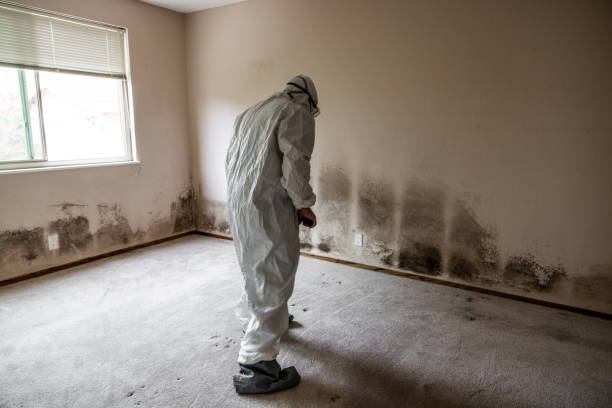 Best Mold Remediation for Healthcare Facilities  in Manchester, MO